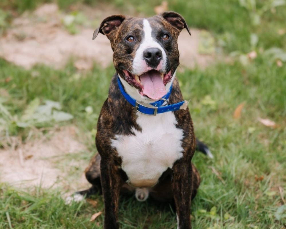 Nino - Chien à adopter