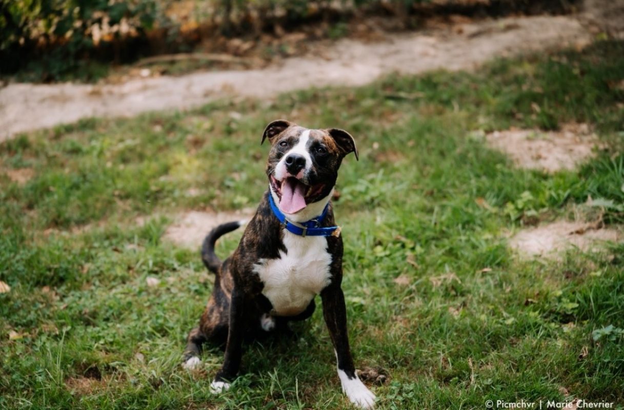 Nino - Chien à adopter - photo 2