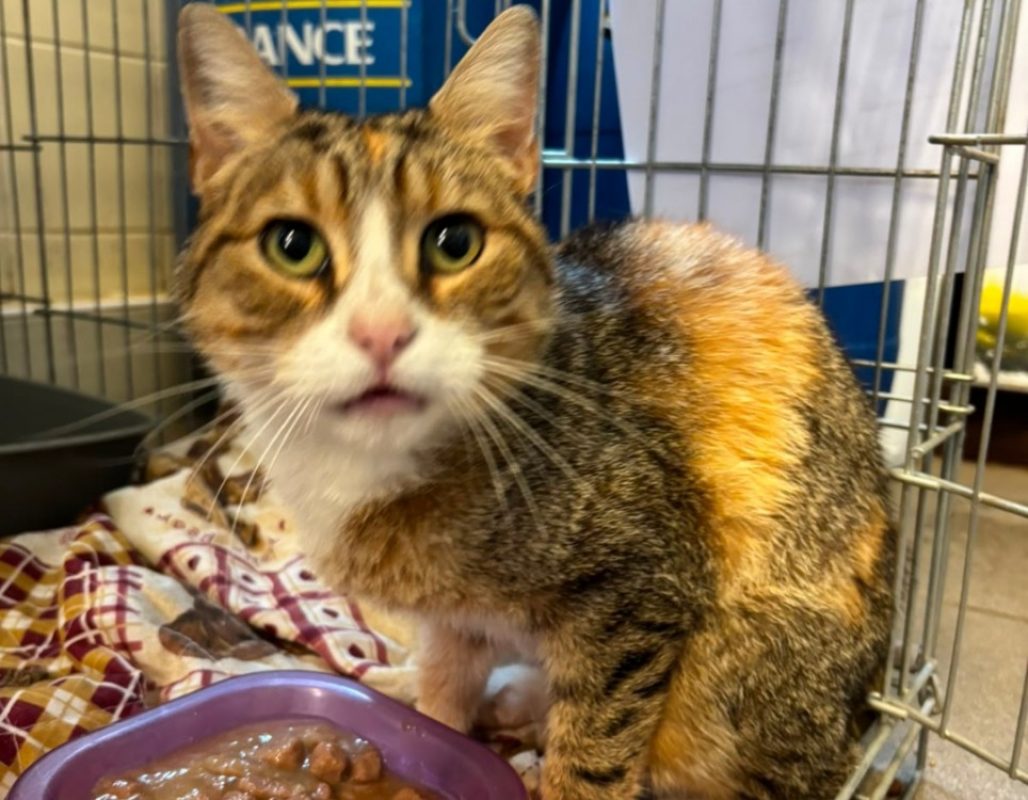 Brume - Chat Européen à adopter