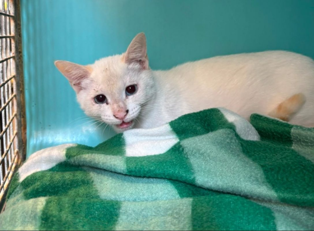 Farine - Chat Européen à adopter