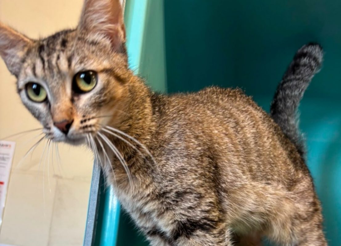 Tagada - Chat Européen à adopter