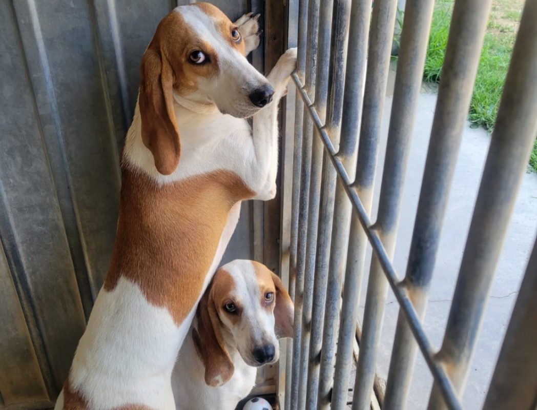 Yaya - Chien Porcelaine à adopter
