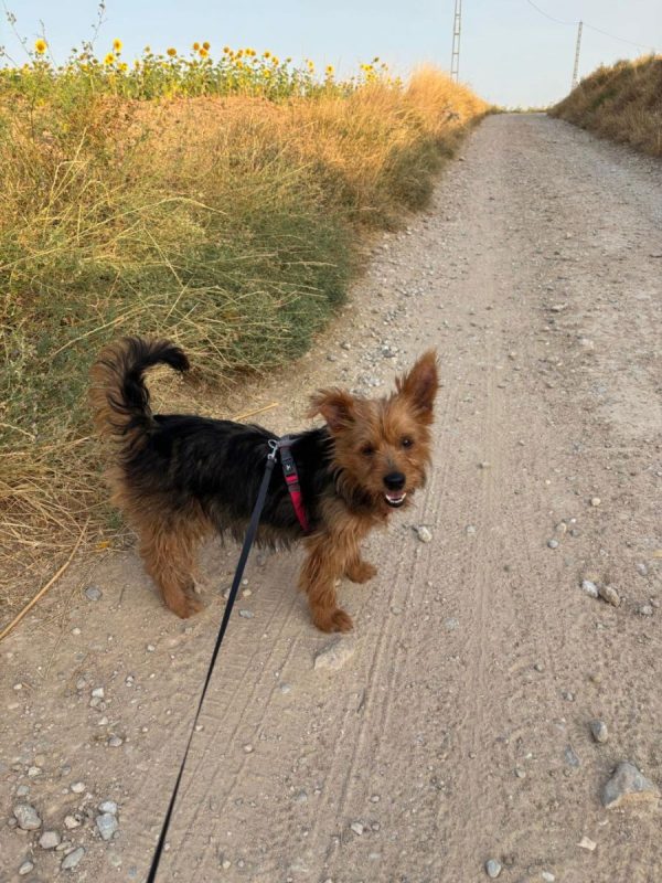 GORDI - Chien Yorkshire Terrier à adopter - photo 4