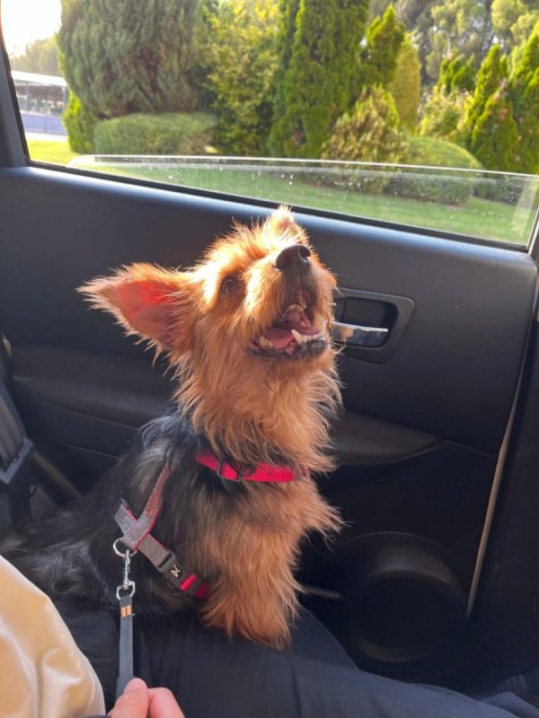 GORDI - Chien Yorkshire Terrier à adopter - photo 2