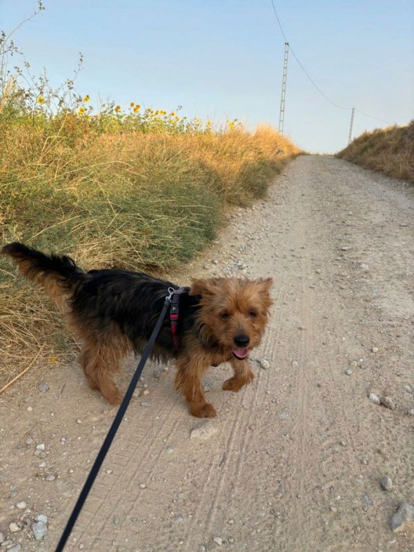 GORDI - Chien Yorkshire Terrier à adopter - photo 5