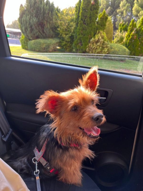 GORDI - Chien Yorkshire Terrier à adopter