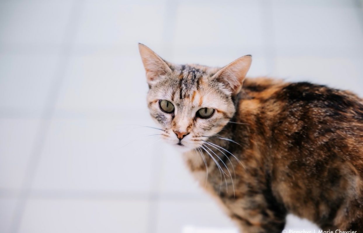 Rosabelle - Chat Européen à adopter