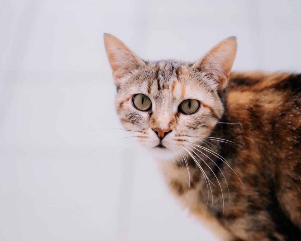 Rosabelle - Chat Européen à adopter - photo 2