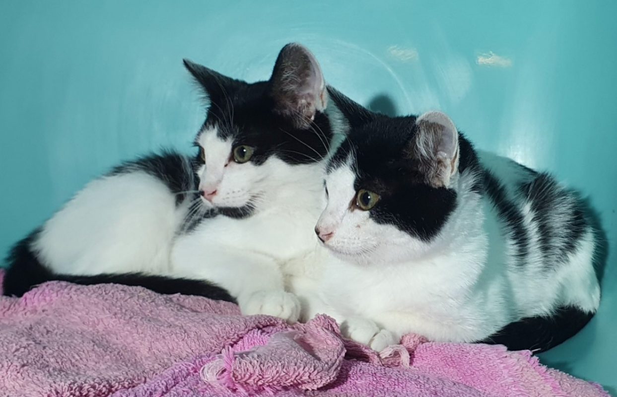Roll - Chat Européen à adopter