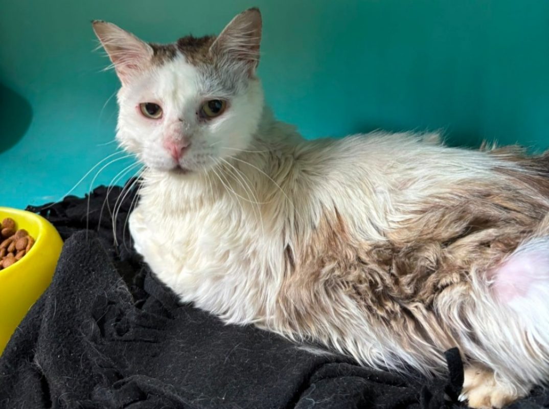 Grumpy - Chat Européen à adopter