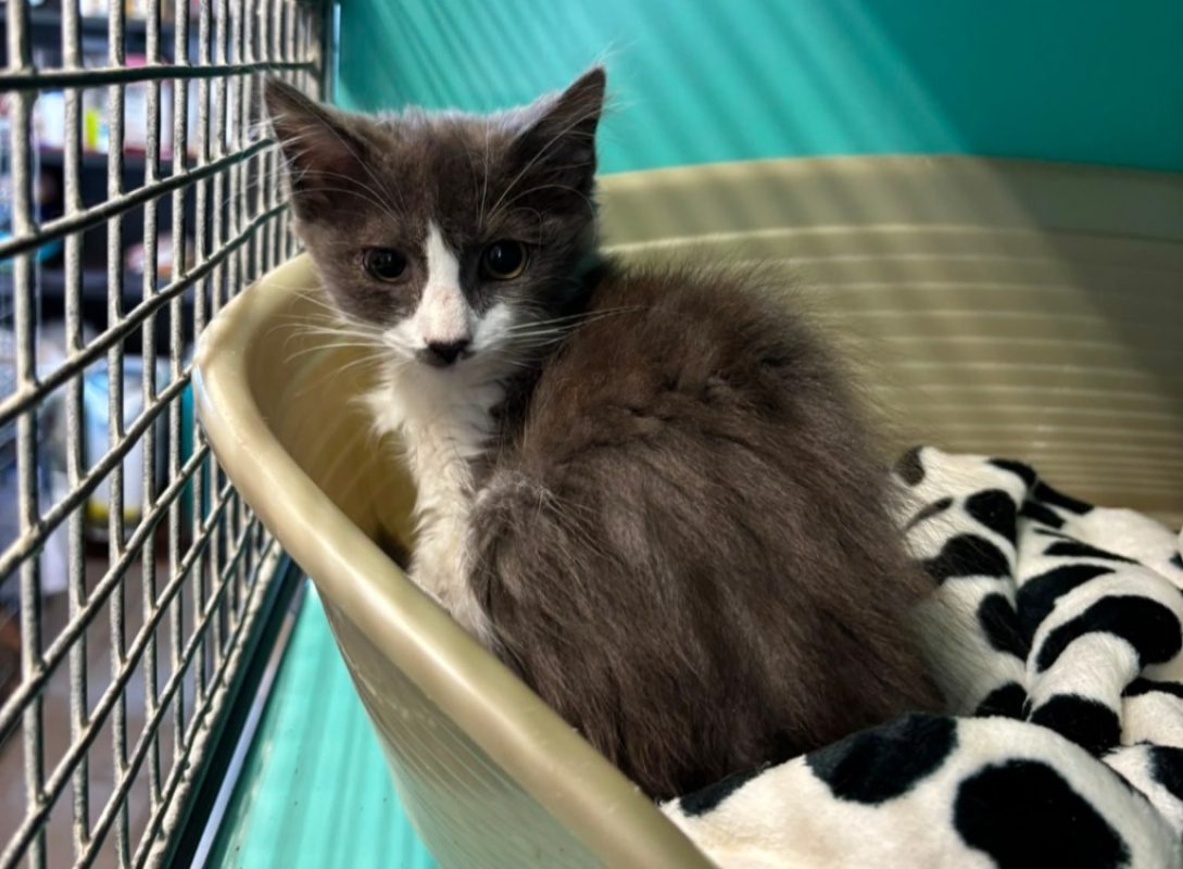 Grisette - Chat Européen à adopter