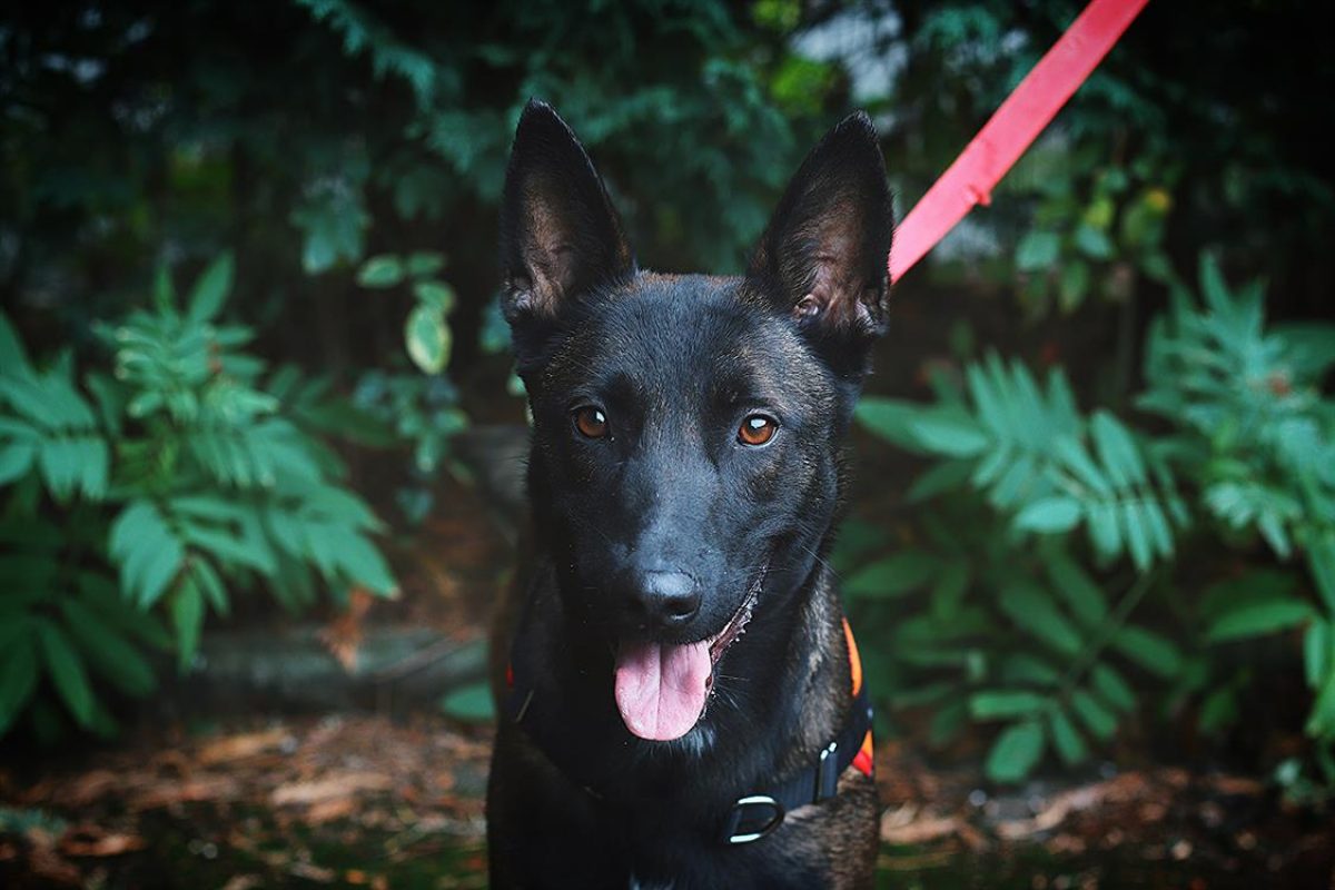 Nina - Chien Berger Belge Malinois à adopter