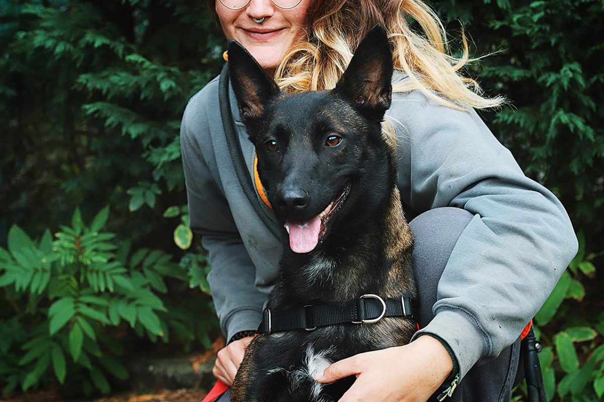 Nina - Chien Berger Belge Malinois à adopter - photo 2