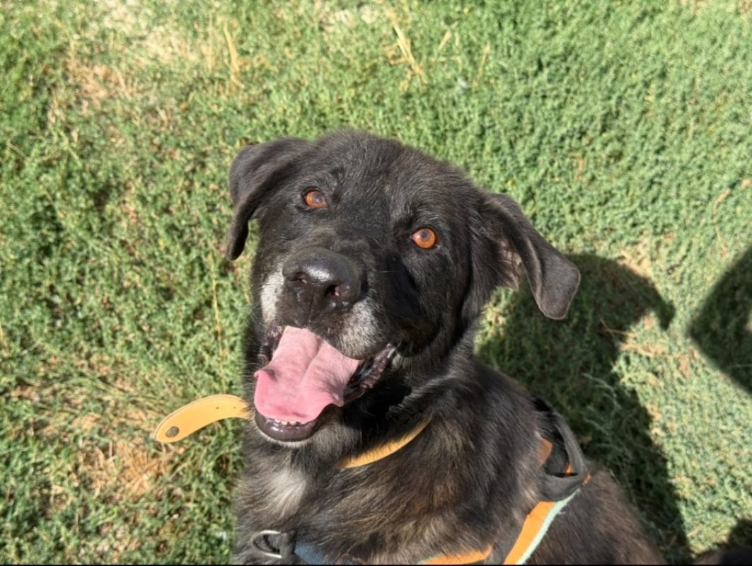 Frollo - Chien Berger à adopter