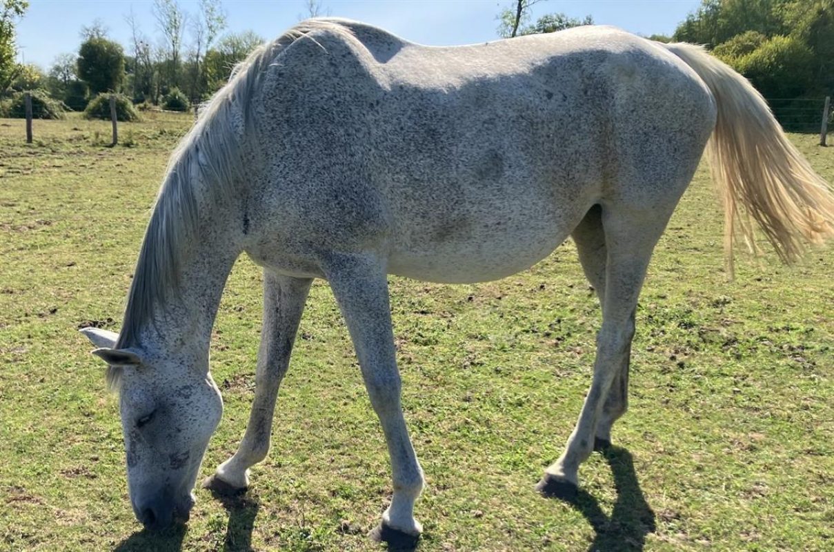 Marrane - Equidé Cheval à adopter