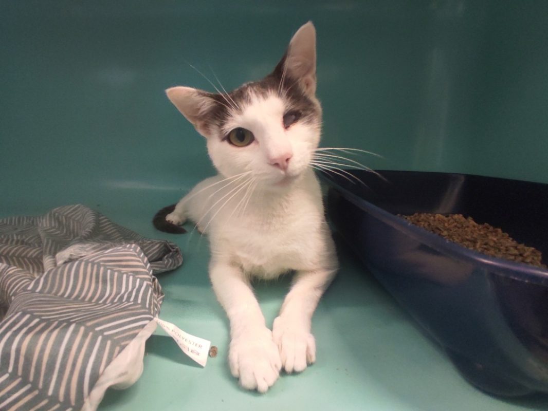 Rakham - Chat Européen à adopter