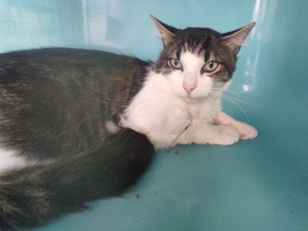 Kankuro - Chat Européen à adopter