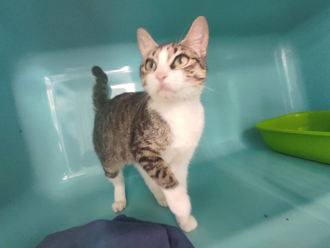 Mana - Chat Européen à adopter