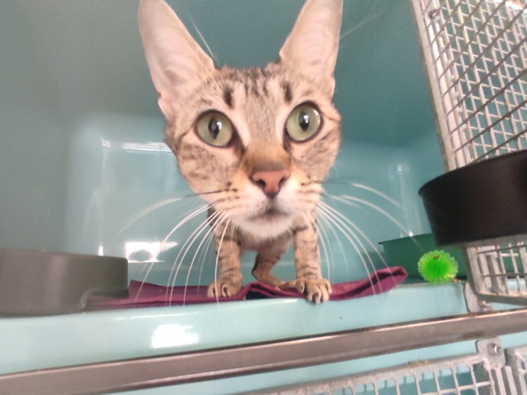 Yasu - Chat Européen à adopter