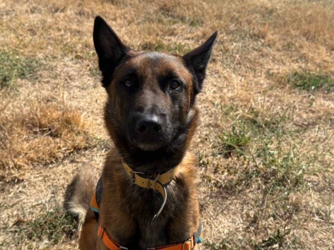 Fargo - Chien Berger Belge Malinois à adopter