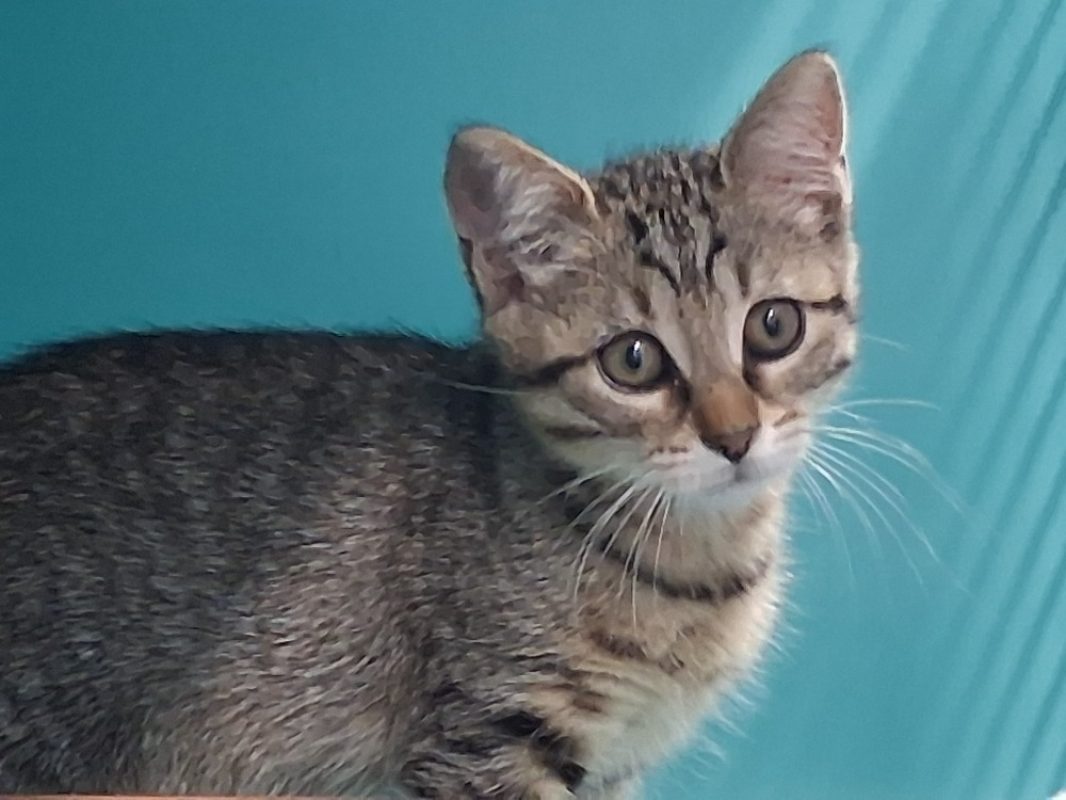 Temari - Chat Européen à adopter