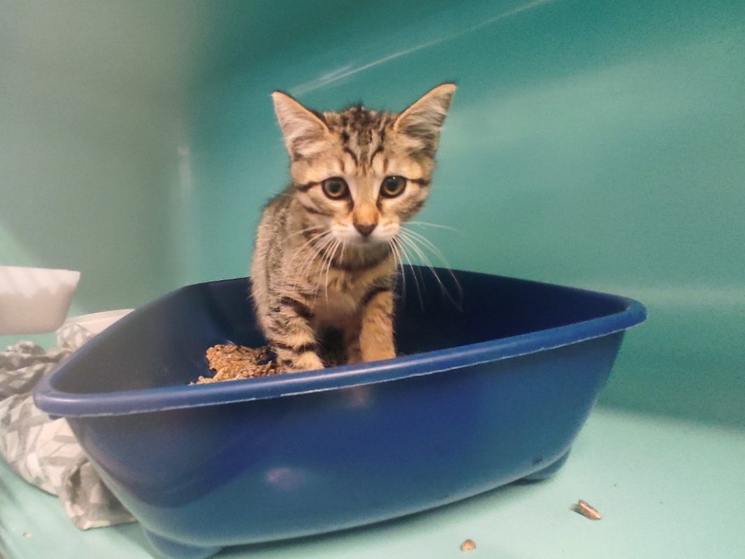 Temari - Chat Européen à adopter - photo 2