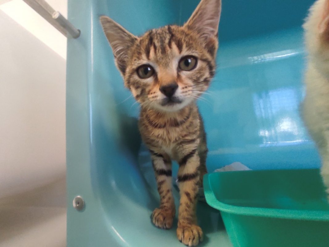Linette - Chat Européen à adopter