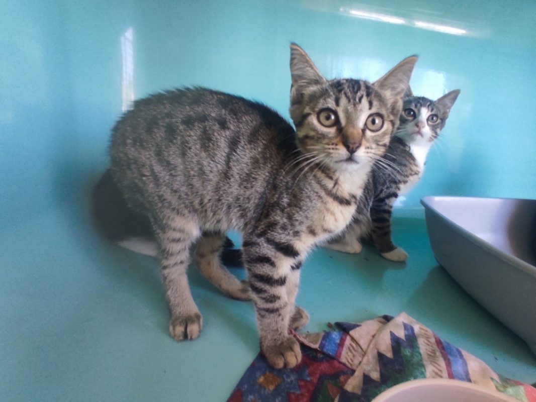 Hinata - Chat Européen à adopter
