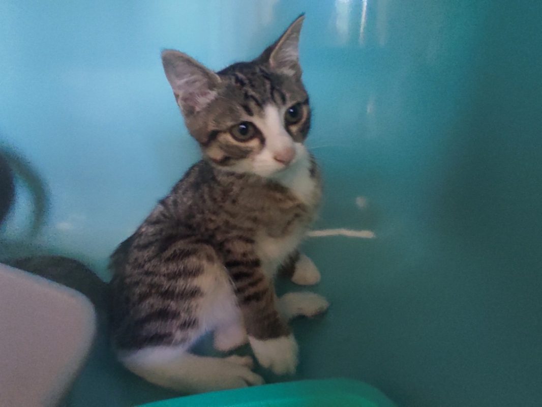 Ino - Chat Européen à adopter