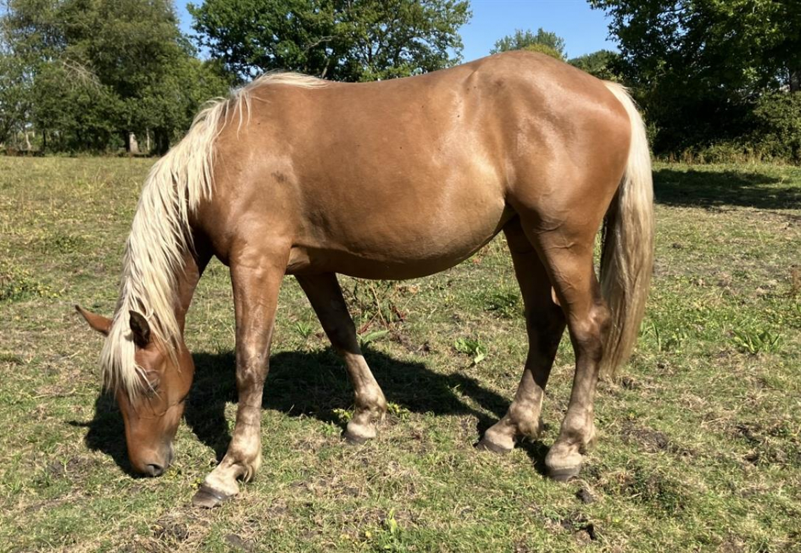 Photo de Maki de belnoe