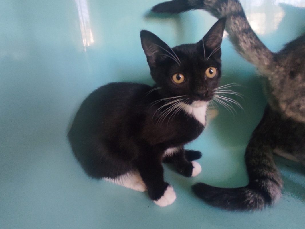 Iruka - Chat Européen à adopter