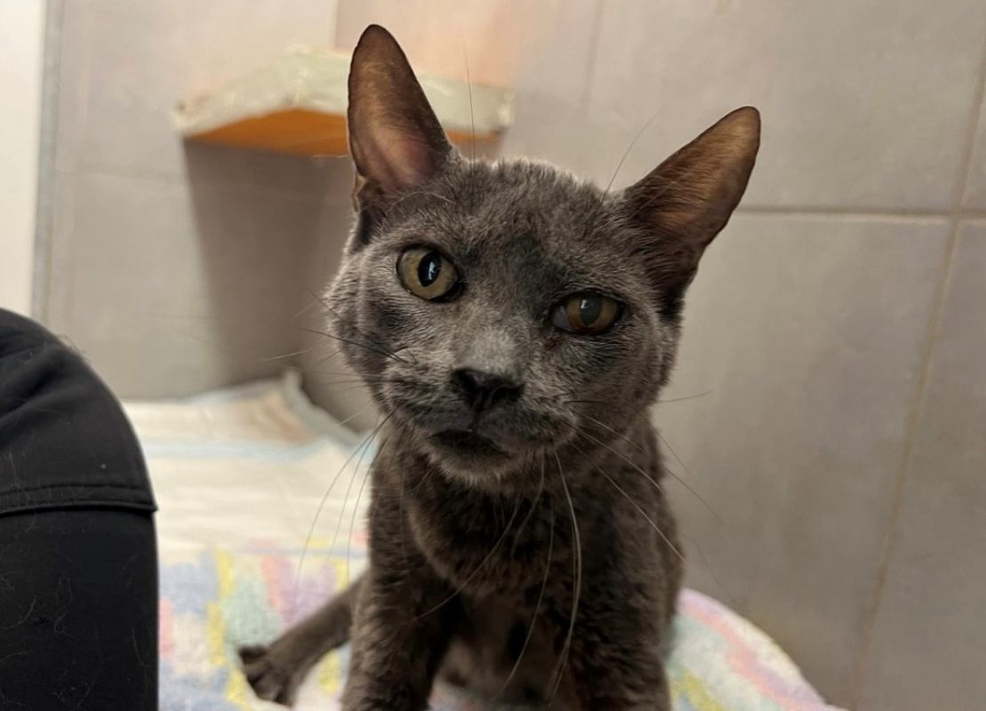 Perle - Chat Européen à adopter
