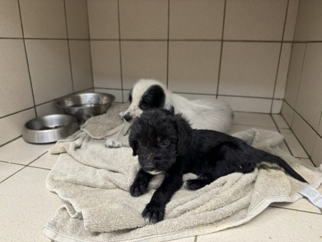 Berlioz - Chien à adopter