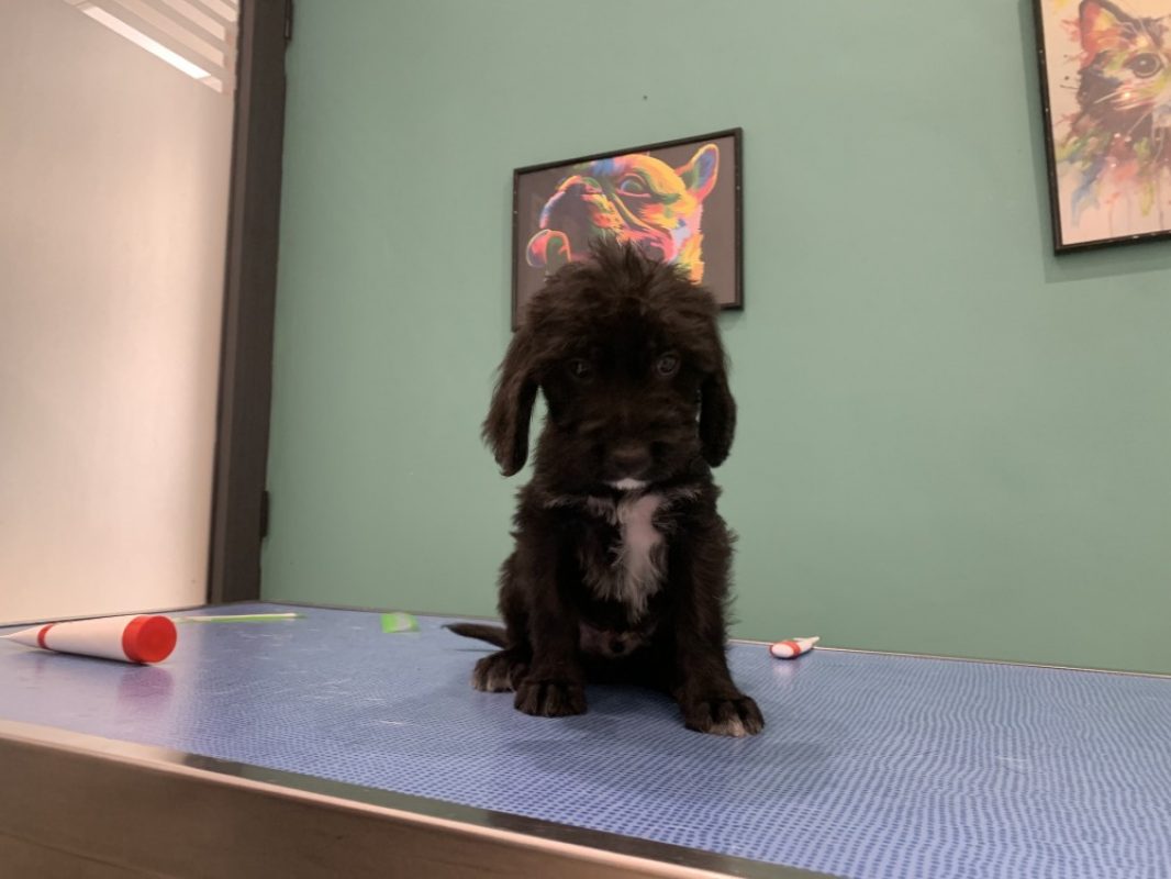 Berlioz - Chien à adopter