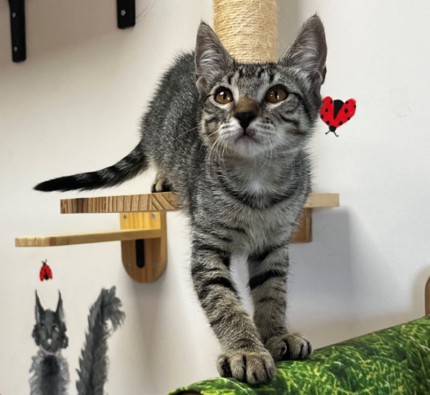 Gaia - Chat Européen à adopter