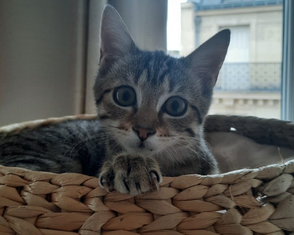 Parisis - Chat Européen à adopter