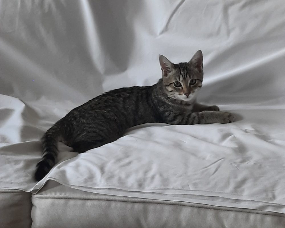 Parisis - Chat Européen à adopter - photo 2