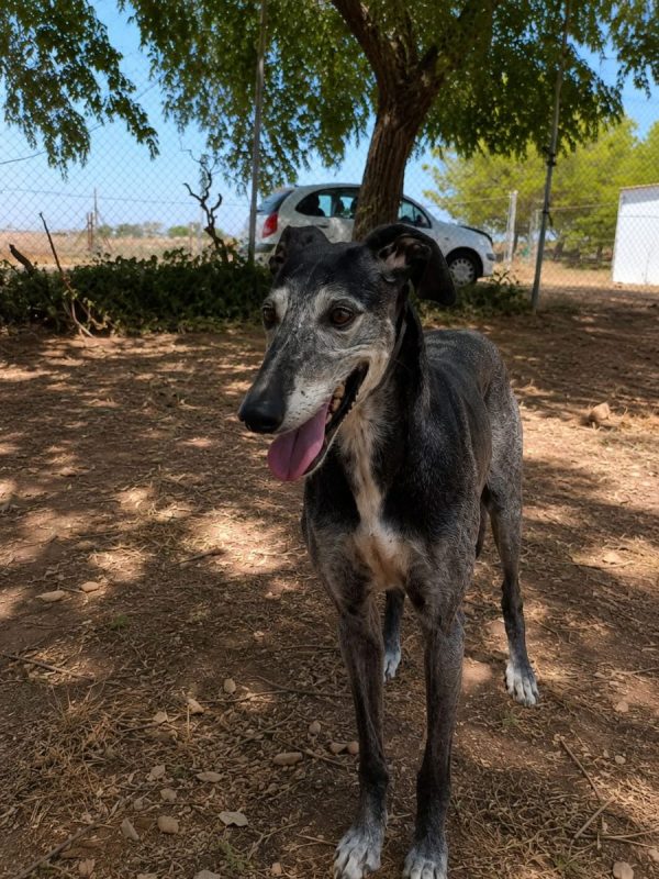 Camaron - Chien Galgo à adopter - photo 4