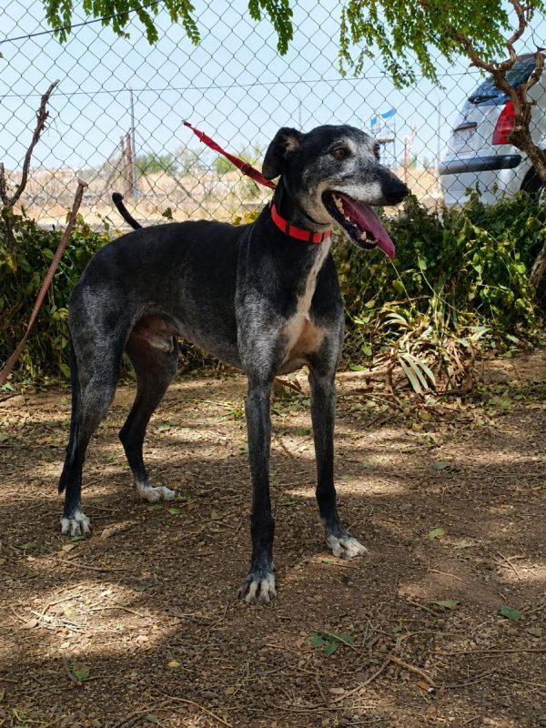 Camaron - Chien Galgo à adopter - photo 2