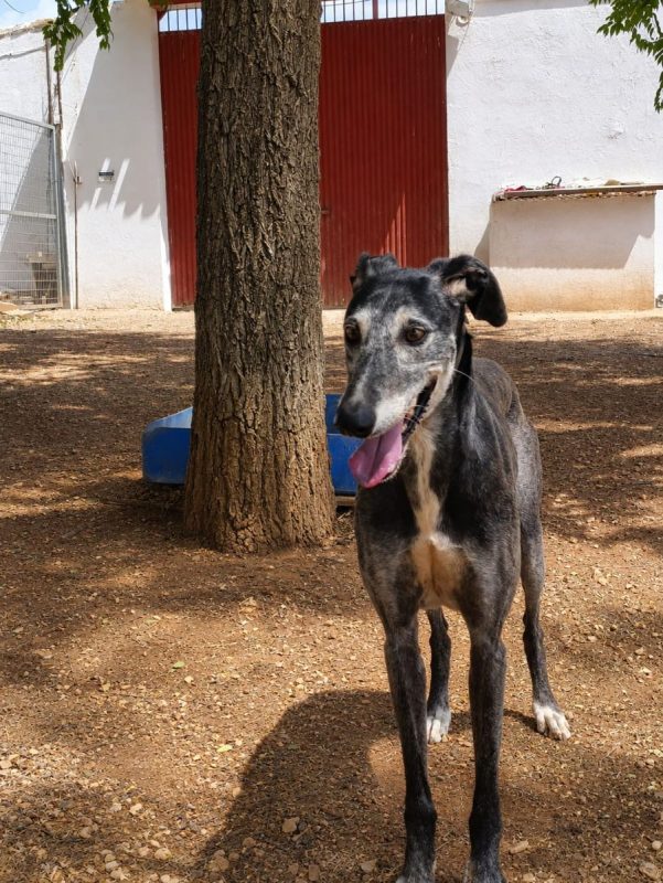 Camaron - Chien Galgo à adopter