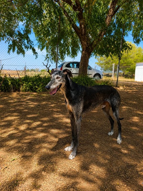 Camaron - Chien Galgo à adopter - photo 3