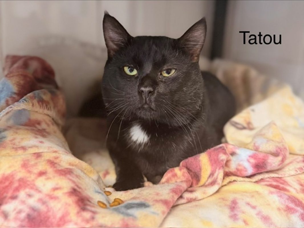Tatou - Chat Européen à adopter