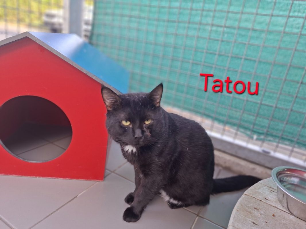 Tatou - Chat Européen à adopter - photo 2