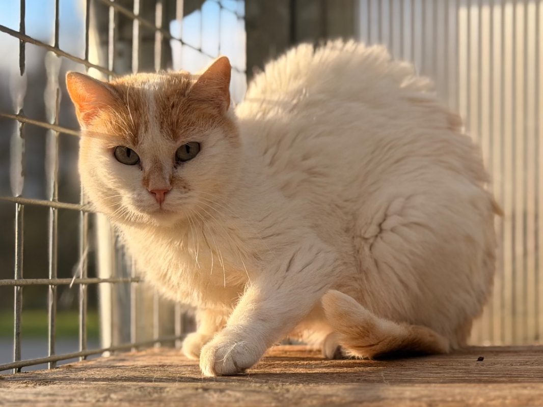Magma - Chat Européen à adopter