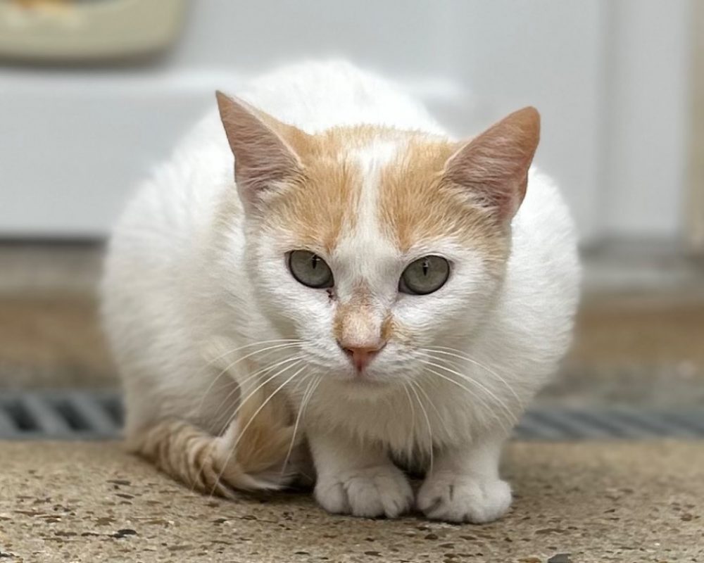 Magma - Chat Européen à adopter - photo 2