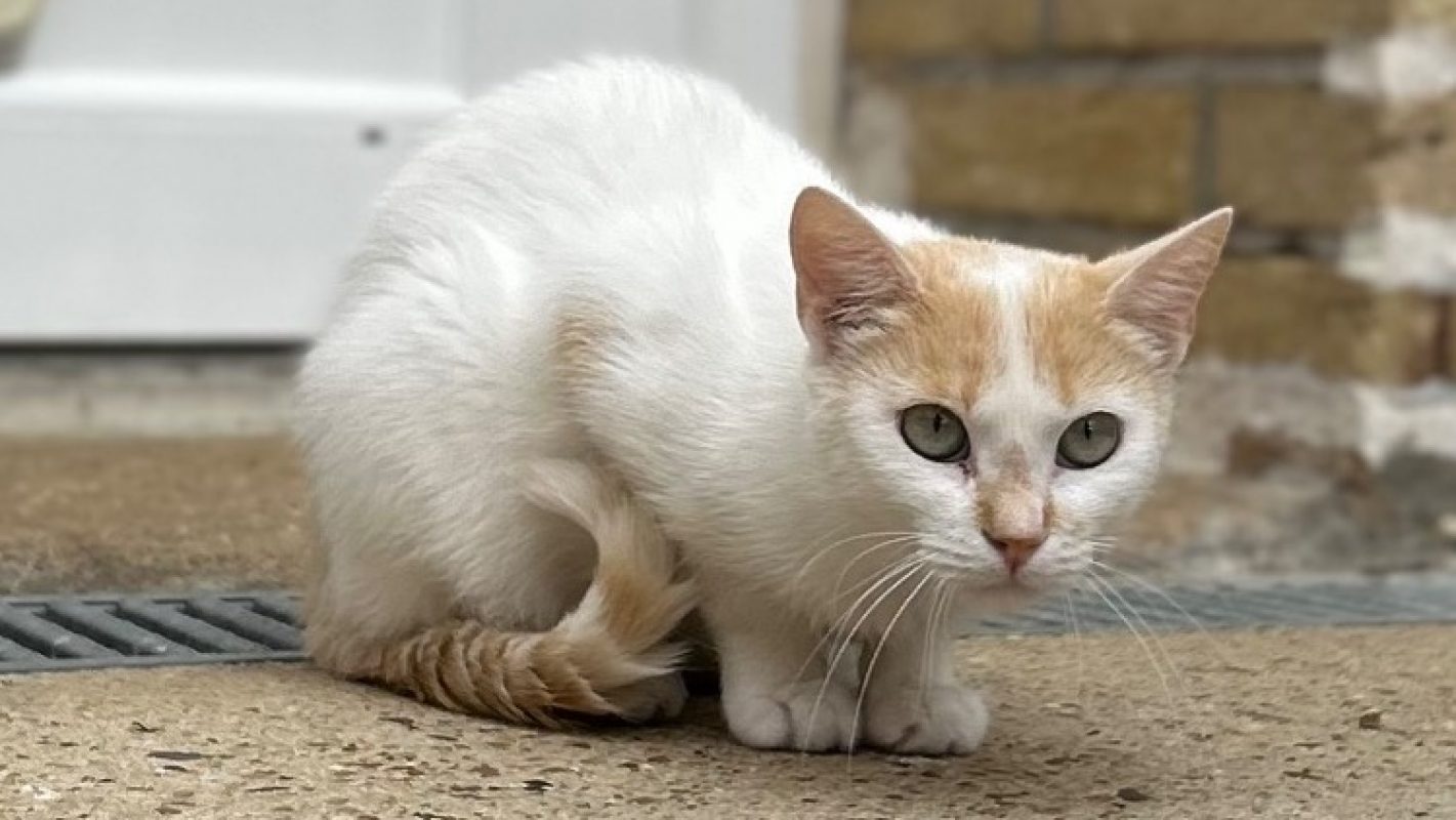 Magma - Chat Européen à adopter - photo 3