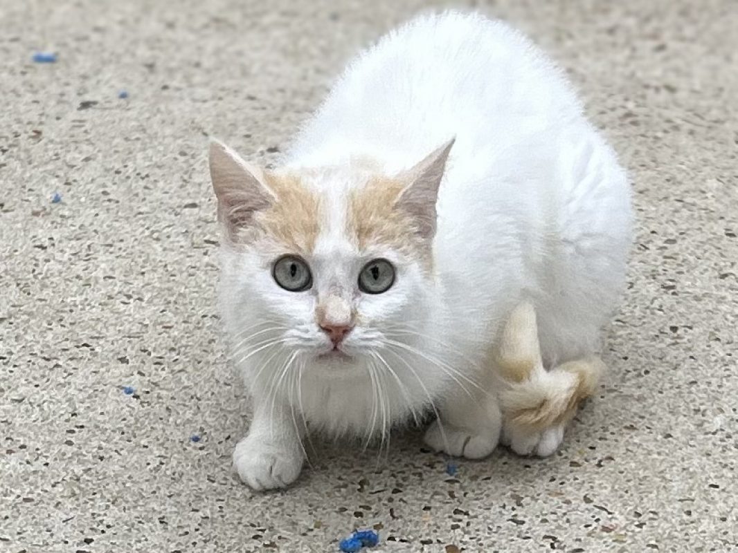 Magma - Chat Européen à adopter - photo 4