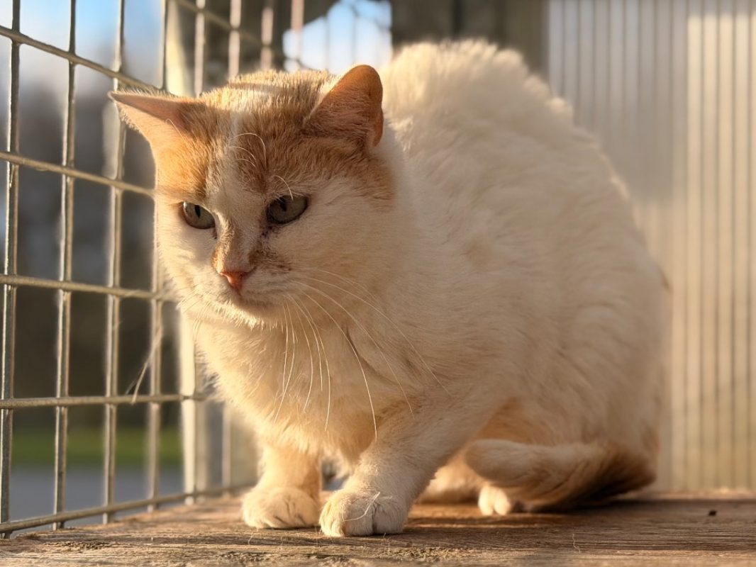 Magma - Chat Européen à adopter - photo 5