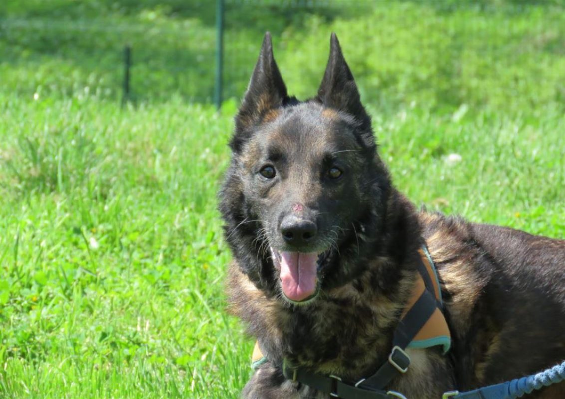 Tyson - Chien à adopter