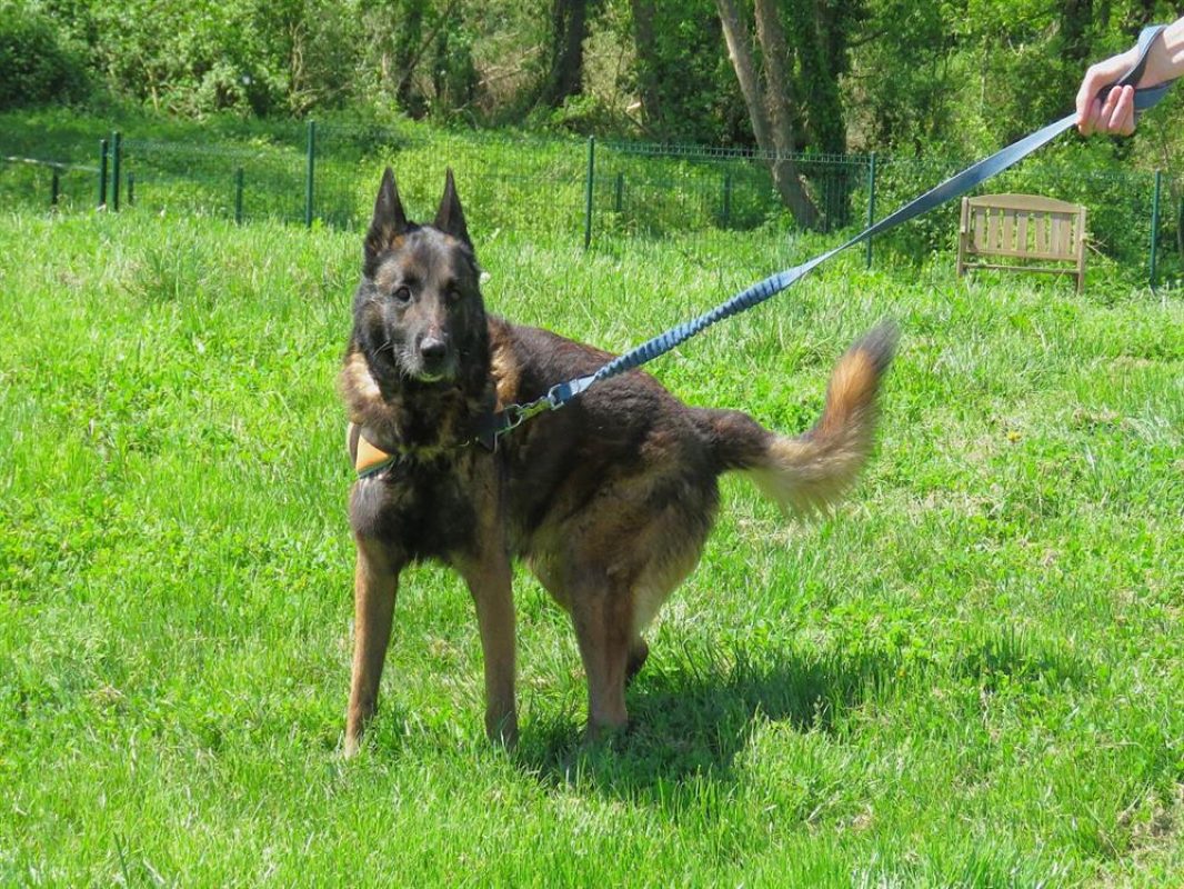 Tyson - Chien à adopter - photo 2
